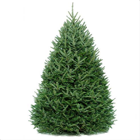 11 to 12′ Live Christmas Tree (Add-Ons Available) Live Christmas Tree